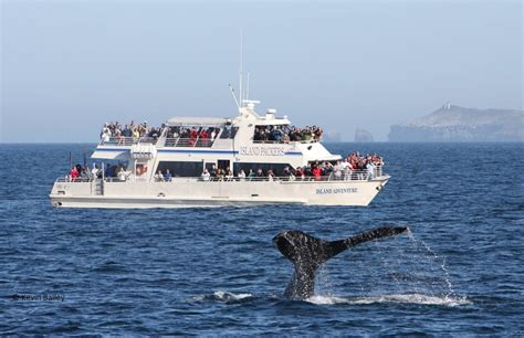 island packers whale watching|ventura california whale watching.